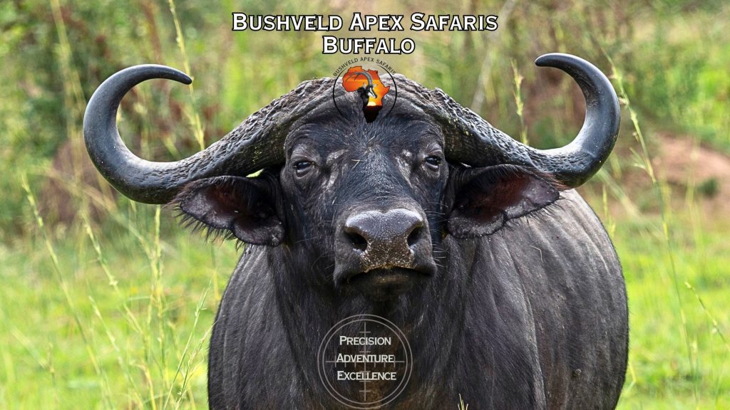 Buffalo - *<40" $12000;  *40" - < 42" $ 13500; *42" - < 44" $ 15000; *44" - < 46"$ 17500; * Over 46" POR