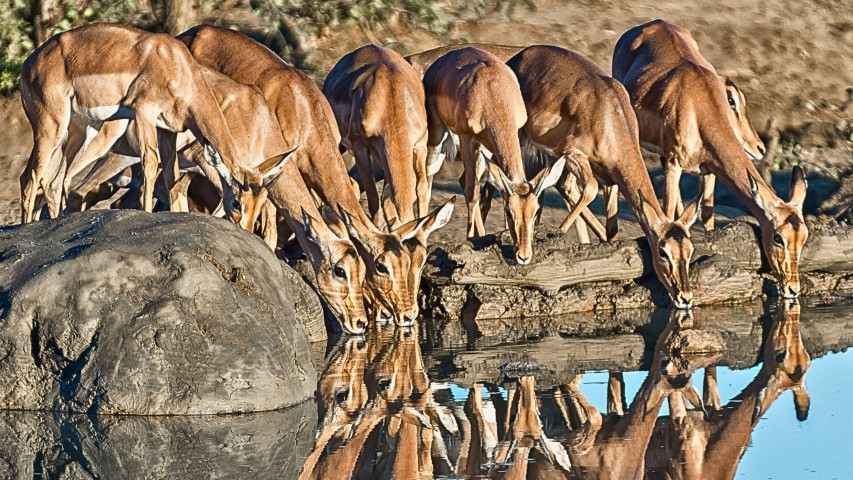 bushveld apex safari animals (1)
