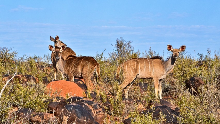 bushveld apex safari animals (4)