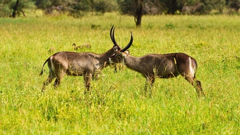bushveld apex safari animals (6)