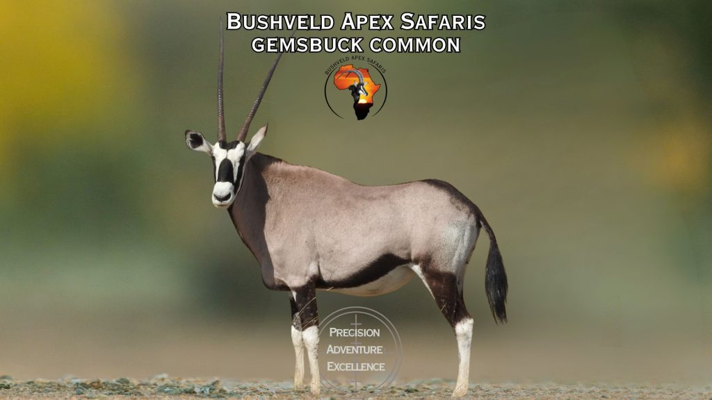 Gemsbuck Golden 1024x576