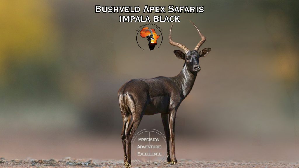 impala black - $ 2450