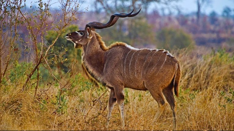 kudu