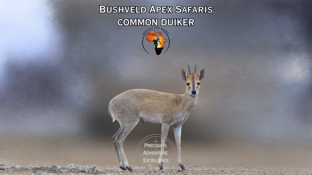 common duiker