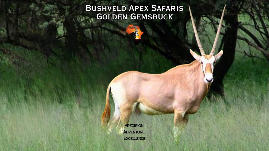 golden gemsbuck