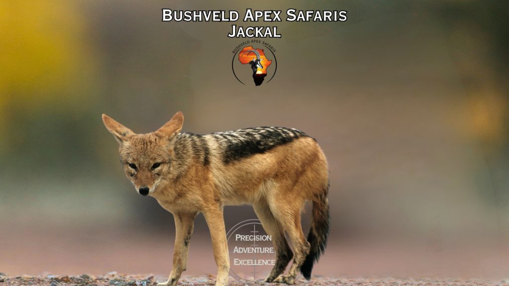 jackal