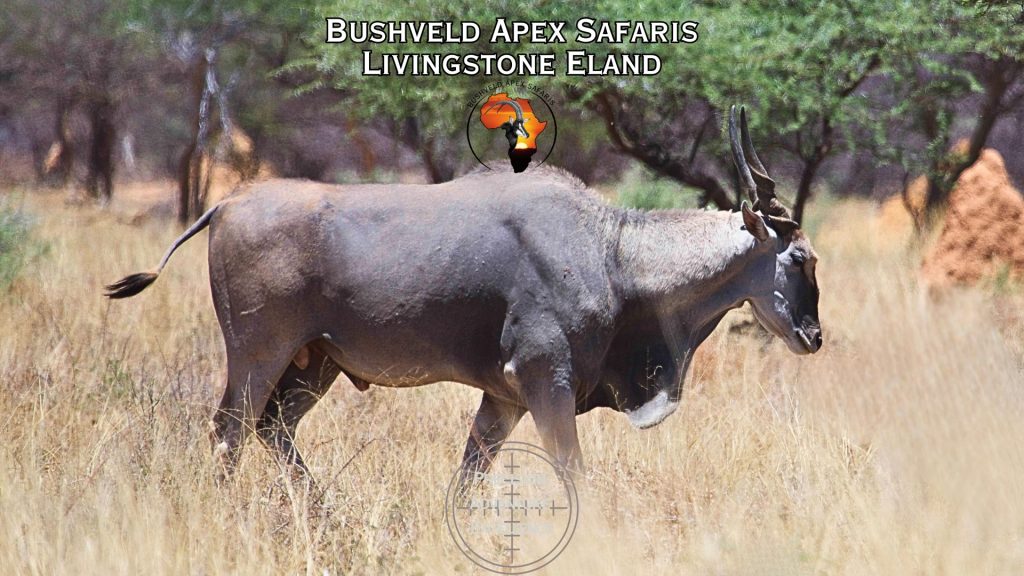 livinstone eland